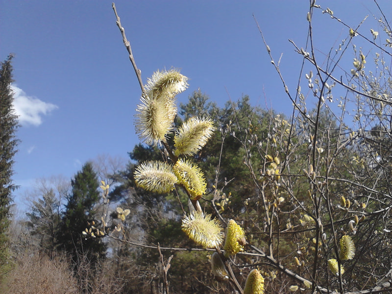 Le pollen du saule marsault