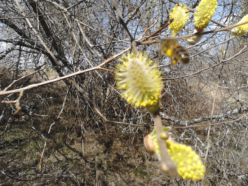 Une abeille récupère le pollen de saule