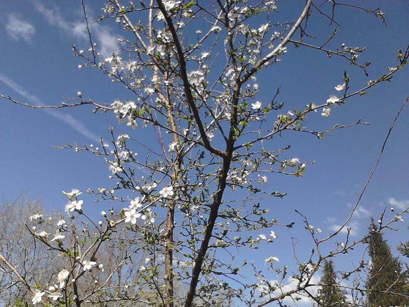 Prunellier en fleurs